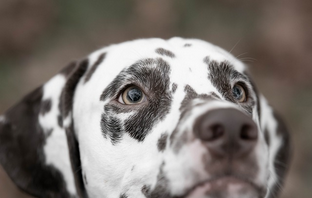 Dog Poop Pickup in Riverview