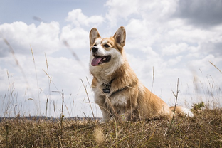 Dog Poop Pickup in Riverview