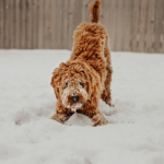 Dog Poop Pickup in Riverview