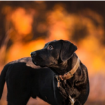 Dog Poop Pickup in Riverview