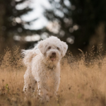 Dog Poop Pickup in Riverview