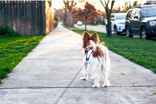 Dog Poop Pickup in Riverview